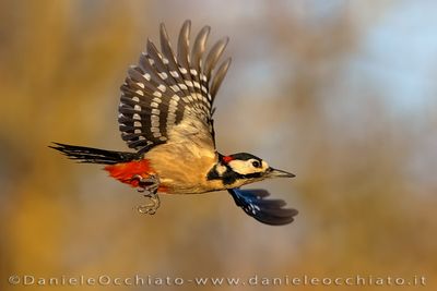 Picchio rosso maggiore; Great Spotted Woodpecker; Dendrocopos major