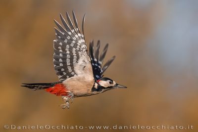 Picchio rosso maggiore; Great Spotted Woodpecker; Dendrocopos major