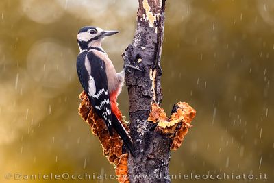 Picchio rosso maggiore; Great Spotted Woodpecker; Dendrocopos major
