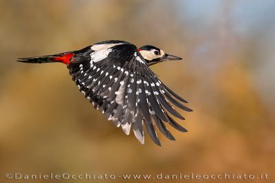 Picchio rosso maggiore; Great Spotted Woodpecker; Dendrocopos major