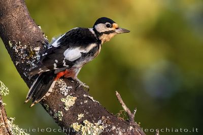 Picchio rosso maggiore; Great Spotted Woodpecker; Dendrocopos major