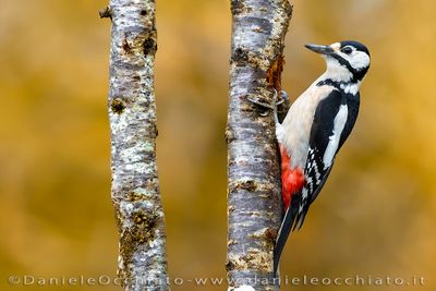 Picchio rosso maggiore; Great Spotted Woodpecker; Dendrocopos major