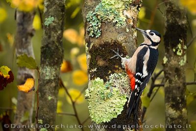 Picchio rosso maggiore; Great Spotted Woodpecker; Dendrocopos major