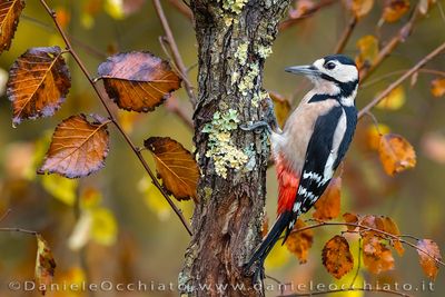 Picchio rosso maggiore; Great Spotted Woodpecker; Dendrocopos major