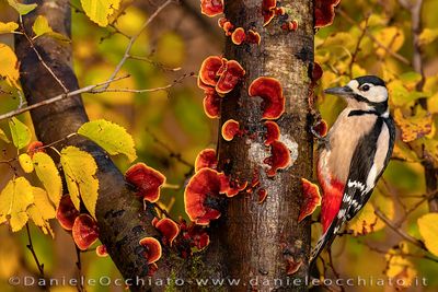 Picchio rosso maggiore; Great Spotted Woodpecker; Dendrocopos major