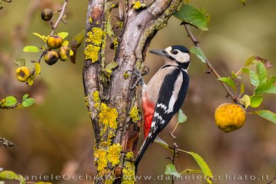 Picchio rosso maggiore; Great Spotted Woodpecker; Dendrocopos major