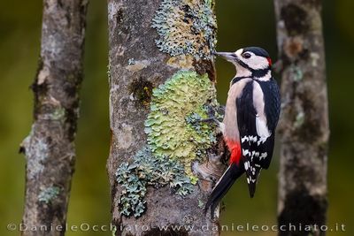 Picchio rosso maggiore; Great Spotted Woodpecker; Dendrocopos major