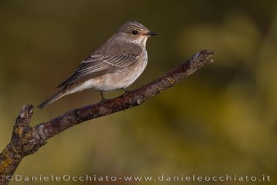 Pigliamosche europeo; Spotted Flycatcher; Muscicapa striata