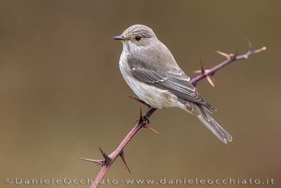 Pigliamosche europeo; Spotted Flycatcher; Muscicapa striata