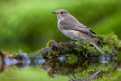 Pigliamosche europeo; Spotted Flycatcher; Muscicapa striata