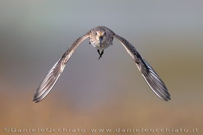 Piovanello pancianera; Dunlin; Calidris alpina