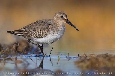 Piovanello pancianera; Dunlin; Calidris alpina