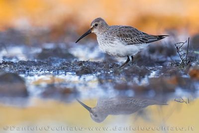 Piovanello pancianera; Dunlin; Calidris alpina