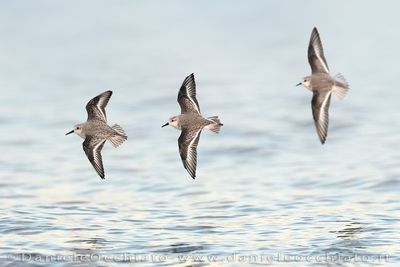 Piovanello tridattilo; Sanderling; Calidris alba