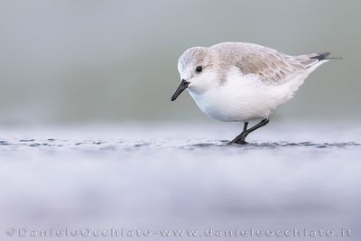 Piovanello tridattilo; Sanderling; Calidris alba