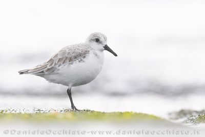 Piovanello tridattilo; Sanderling; Calidris alba