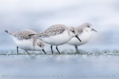 Piovanello tridattilo; Sanderling; Calidris alba