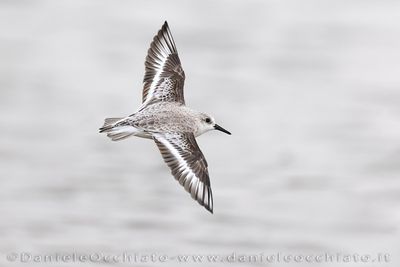 Piovanello tridattilo; Sanderling; Calidris alba