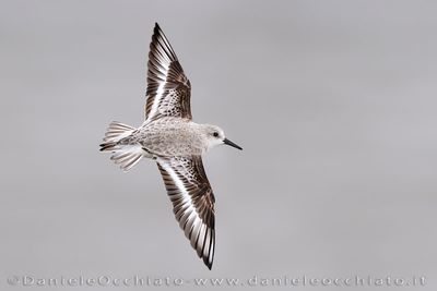 Piovanello tridattilo; Sanderling; Calidris alba