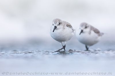 Piovanello tridattilo; Sanderling; Calidris alba