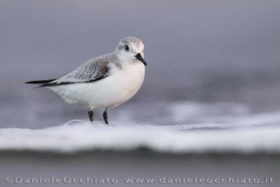 Piovanello tridattilo; Sanderling; Calidris alba