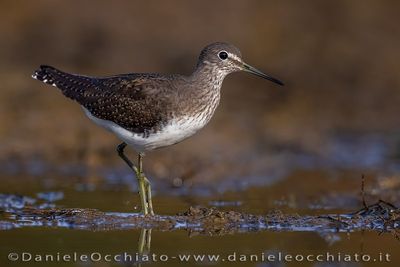 Piro piro culbianco; Green Sandppiper; Tringa ochropus