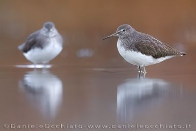 Piro piro culbianco; Green Sandpiper; Tringa ochropus