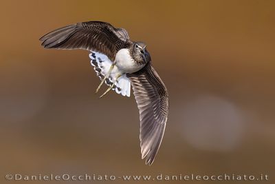 Piro piro culbianco; Green Sandppiper; Tringa ochropus