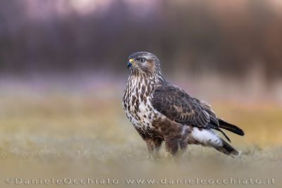 Poiana; Common Buzzard; Buteo buteo