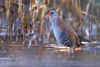 Porciglione; Water Rail; Rallus aquaticus