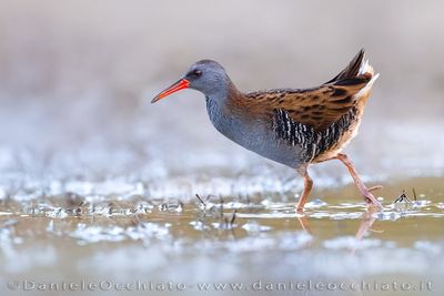 Pociglione; Water Rail; Rallus aquaticus