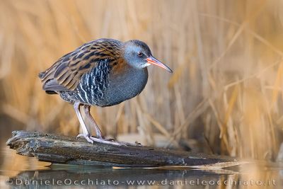 Porciglione; Water Rail; Rallus aquaticus
