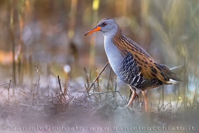 Porciglione; Water Rail; Rallus aquaticus