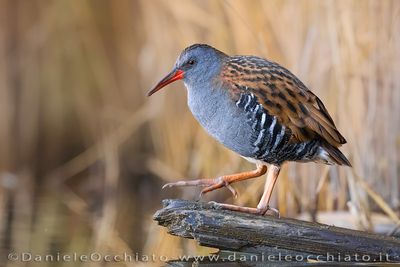 Porciglione; Water Rail; Rallus aquaticus