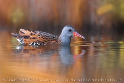 Porciglione; Water Rail; Rallus aquaticus