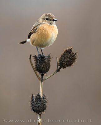 Saltimpalo; European Stonechat; Saxicola rubicola