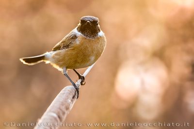 Saltimpalo; European Stonechat; Saxicola rubicola