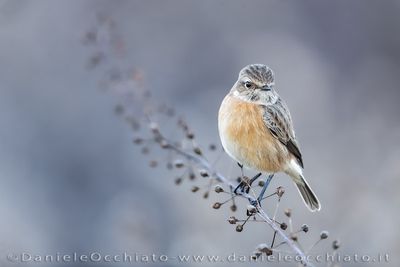 Saltimpalo; European Stonechat; Saxicola rubicola