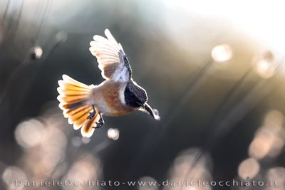 Saltimpalo; European Robin; Saxicola rubicola