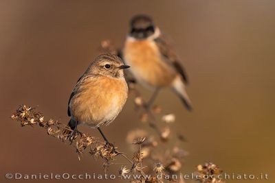 Saltimpalo; European Stonechat; Saxicola rubicola