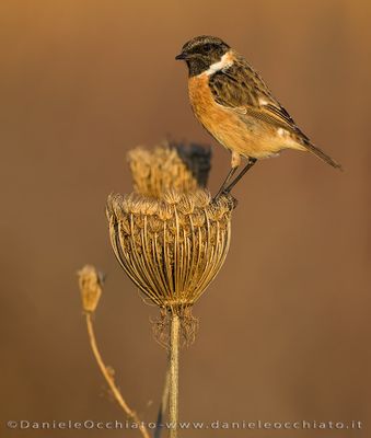 Saltimpalo; European Stonechat; Saxicola rubicola