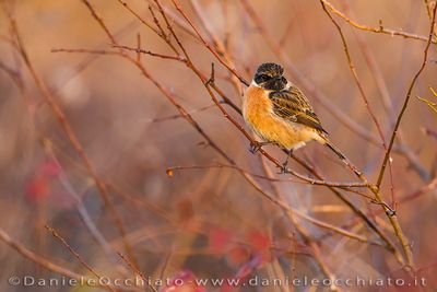 Saltimpalo; European Stonechat; Saxicola rubicola