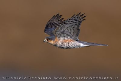 Sparviero; Eurasian Sparrowhawk; Accipiter nisus