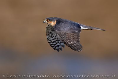 Sparviero; Eurasian Sparrowhawk; Accipiter nisus