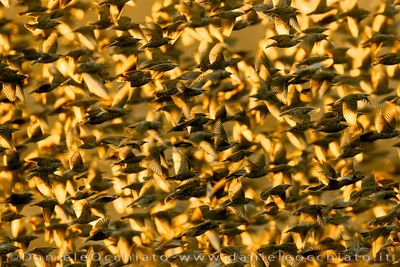 Storno; Common Starling; Sturnus vulgaris