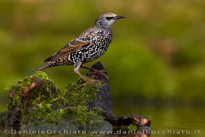Storno; Common Starling; Sturnus vulgaris