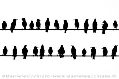 Storno; Common Starling; Sturnus vulgaris