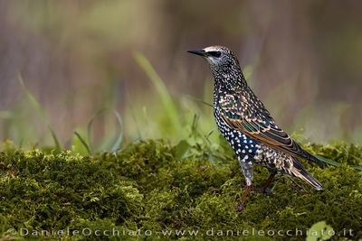 Storno; Common Starling; Sturnus vulgaris