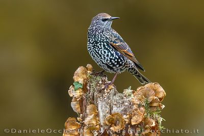 Storno comune; Common Starling; Sturnus vulgaris