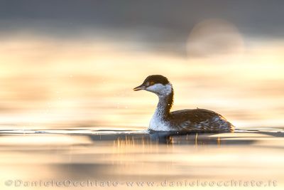 Svasso cornuto; Horned Grebe; Podiceps auritus